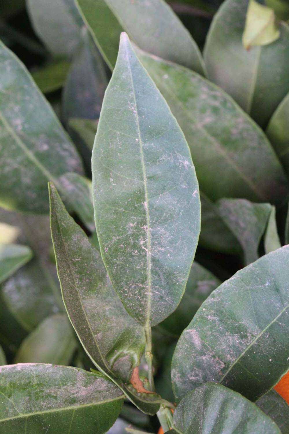              Unifoliolate leaf (Riverside, CA)       